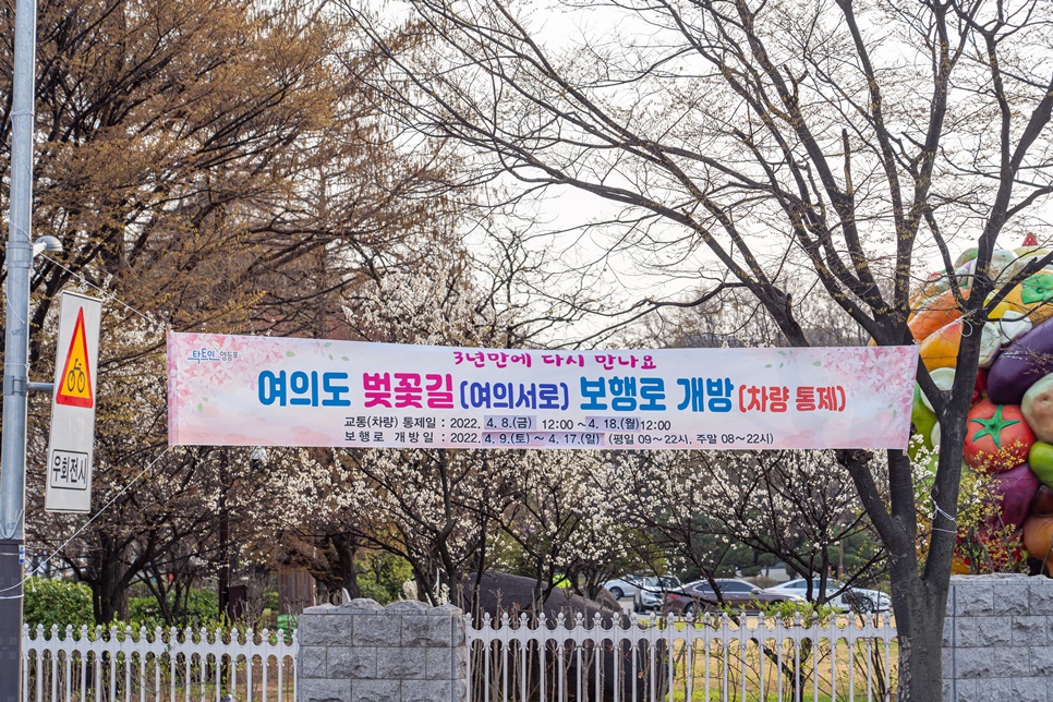 서울 벚꽃 명소 : 성수동 서울숲, 잠실 석촌호수, 여의도 실시간 벚꽃 개화 상황