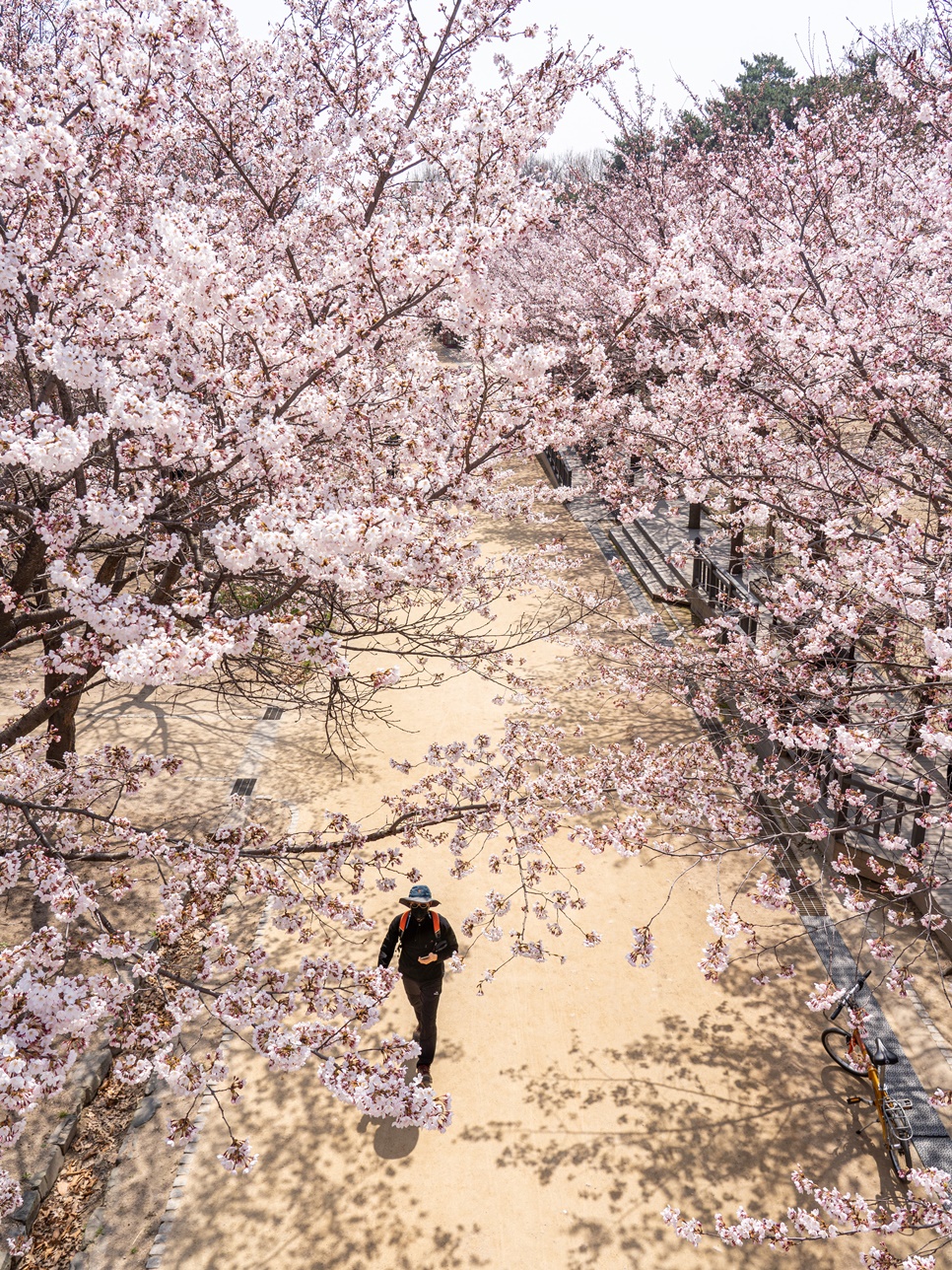 서울 벚꽃 명소 : 성수동 서울숲, 잠실 석촌호수, 여의도 실시간 벚꽃 개화 상황