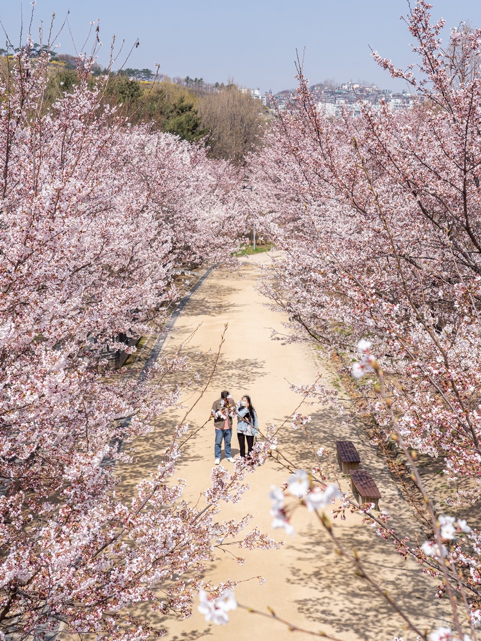 서울 벚꽃 명소 : 성수동 서울숲, 잠실 석촌호수, 여의도 실시간 벚꽃 개화 상황