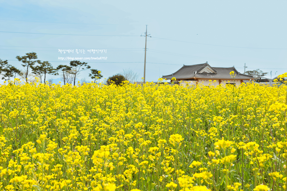 4월 국내 봄 여행지 유채꽃 명소 여수 반월마을 유채꽃밭
