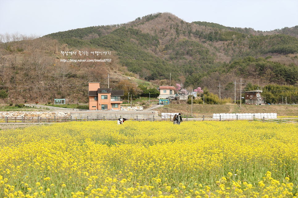 4월 국내 봄 여행지 유채꽃 명소 여수 반월마을 유채꽃밭