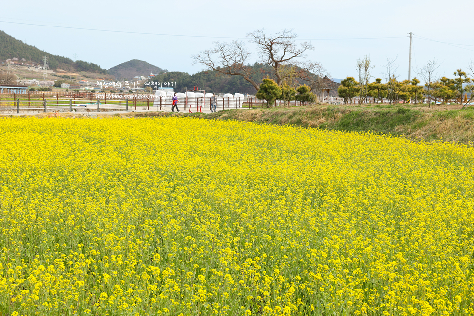 4월 국내 봄 여행지 유채꽃 명소 여수 반월마을 유채꽃밭