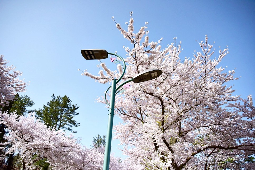 제주 녹산로 유채꽃 제주도 산방산 유채꽃 벚꽃 명소 드라이브코스