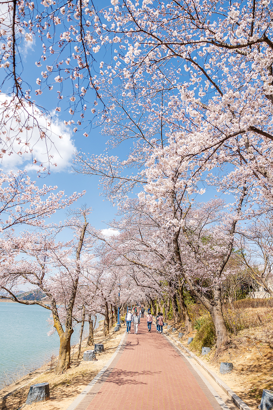 경주 갈만한곳 벚꽃 명소 BEST3(황릉원, 보문호수, 경주 호텔 라한셀렉트)