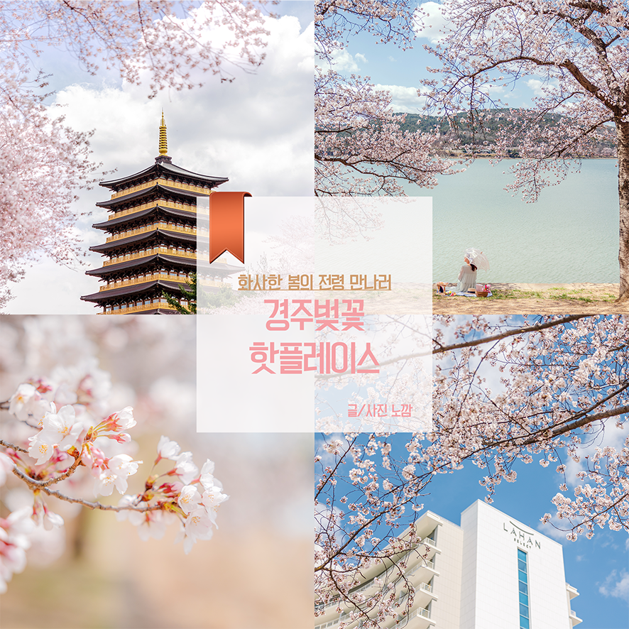 경주 갈만한곳 벚꽃 명소 BEST3(황릉원, 보문호수, 경주 호텔 라한셀렉트)