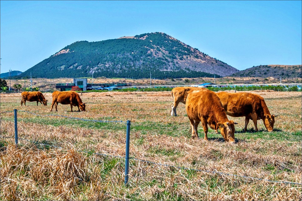 제주도 가볼만한곳 제주 동쪽 놀거리 레일바이크!