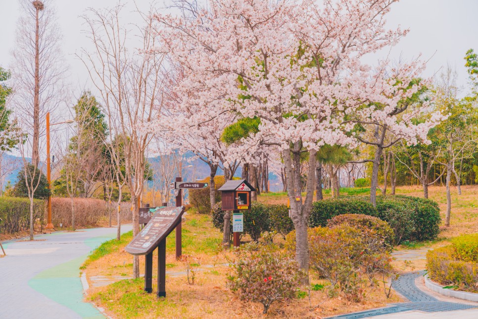 [창원 봄 여행] 도심에서 느끼는 봄의 기운, 창원 벚꽃 명소 5 :: 진해 벚꽃공원, 창원 수목원, 창원 올림픽공원, 진해 여좌천거리, 마산 소하천 벚꽃거리, 창원 가볼 만한 곳