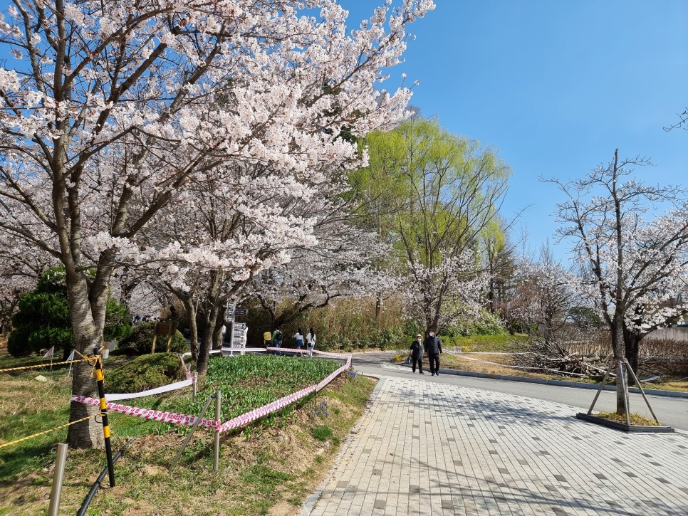 전주 벚꽃 명소 전주동물원 22년 4월 7일 개화상황