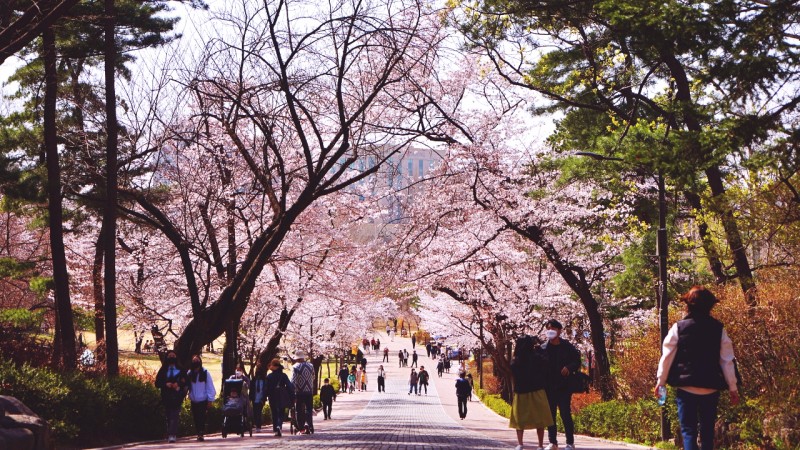 서울 어린이대공원 벚꽃 개화현황 주말나들이 다녀오세요.