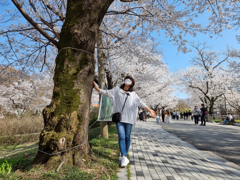 전주 벚꽃 명소 전주동물원 22년 4월 7일 개화상황