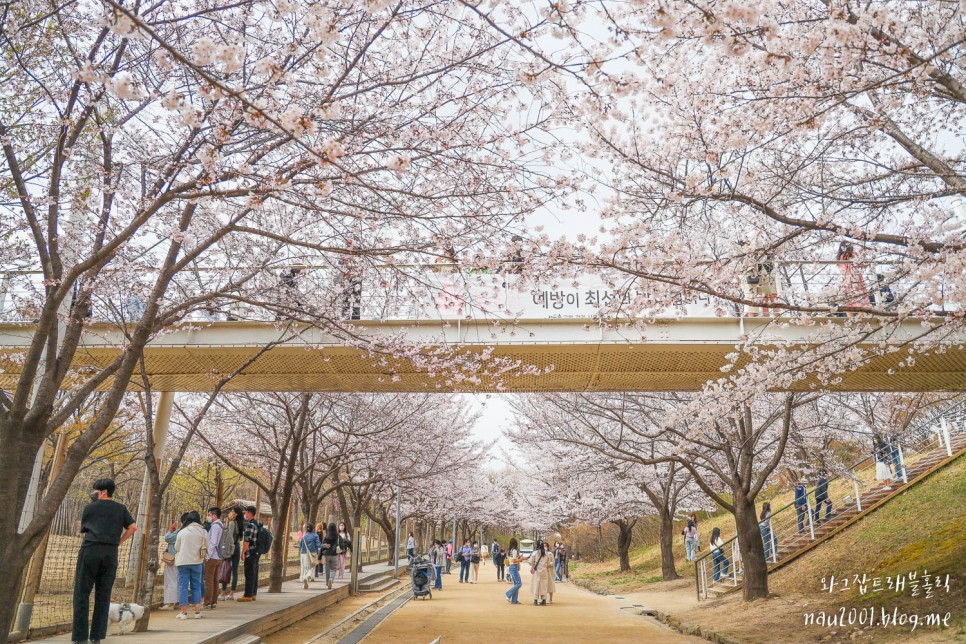 서울 벚꽃 서울숲 벚꽃길 위치 따릉이 이용방법