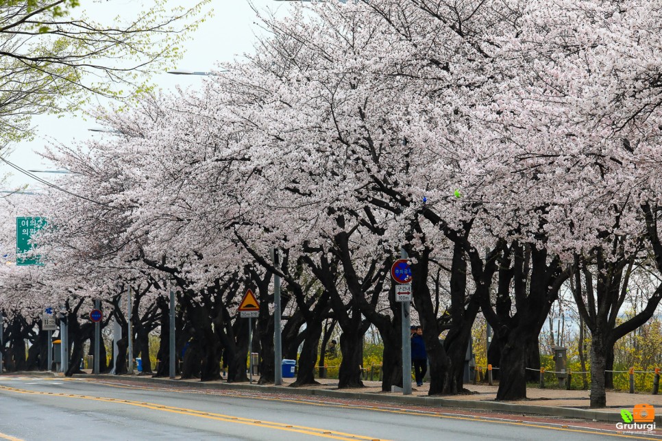 봄축제 서울 여의도 벚꽃 축제 없는 윤중로 벚꽃길 서울나들이