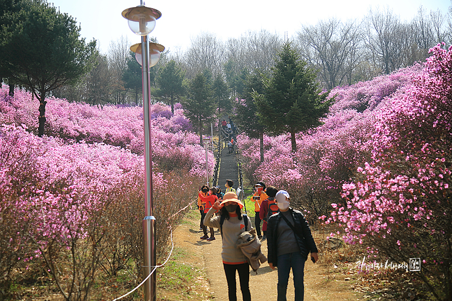 부천 원미산 진달래축제 노노~진달래동산 꽃만발~경기도 꽃구경