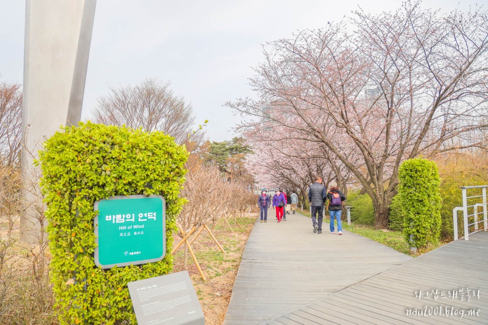 서울 벚꽃 서울숲 벚꽃길 위치 따릉이 이용방법