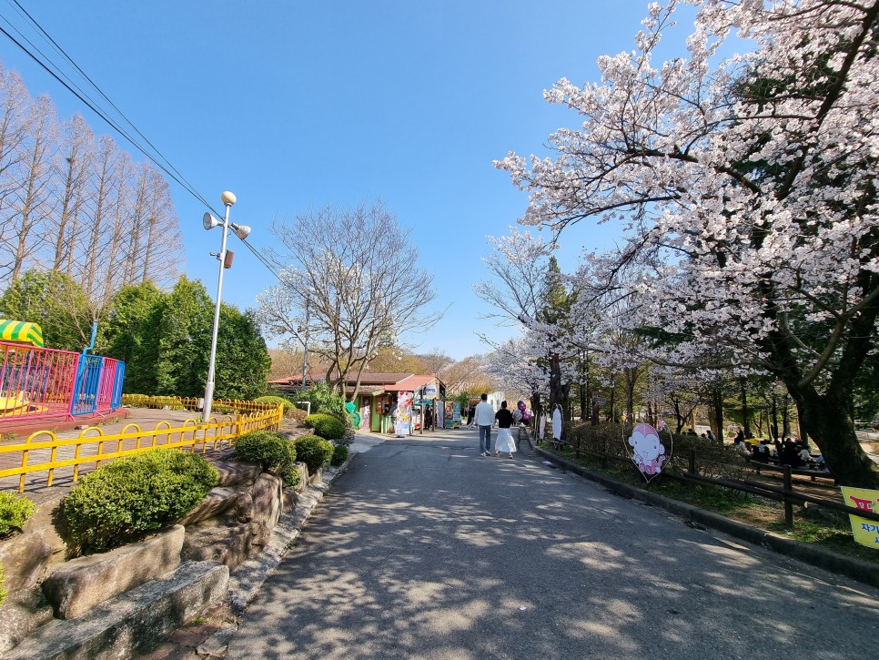 전주 벚꽃 명소 전주동물원 22년 4월 7일 개화상황