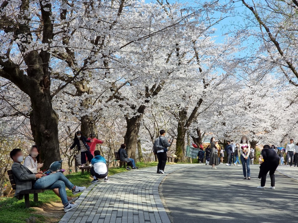 전주 벚꽃 명소 전주동물원 22년 4월 7일 개화상황