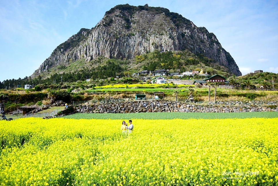 제주 녹산로 유채꽃 제주도 산방산 유채꽃 벚꽃 명소 드라이브코스