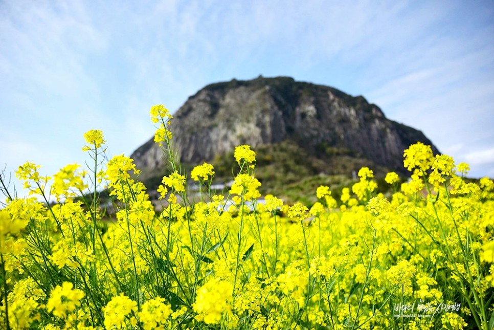 제주 녹산로 유채꽃 제주도 산방산 유채꽃 벚꽃 명소 드라이브코스