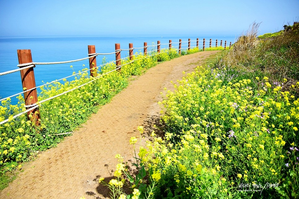 제주 녹산로 유채꽃 제주도 산방산 유채꽃 벚꽃 명소 드라이브코스