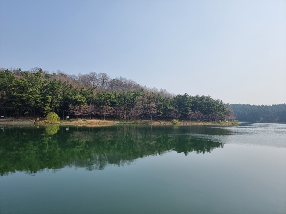 군산 벚꽃 명소 은파호수공원 개화상황, 둘레길 산책