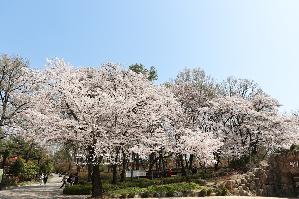 서울 어린이대공원 벚꽃명소 실시간