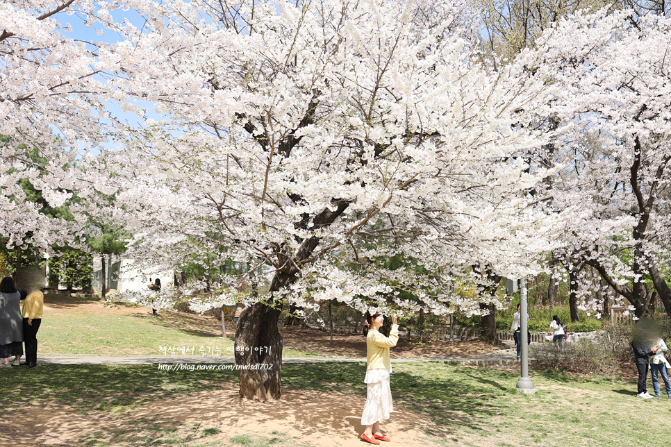 서울 어린이대공원 벚꽃명소 실시간