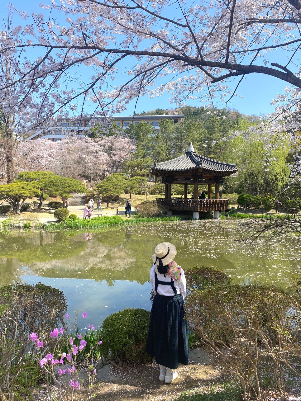 경상도 여행 경주 보문단지 보문정 대릉원 돌담길 벚꽃 실시간