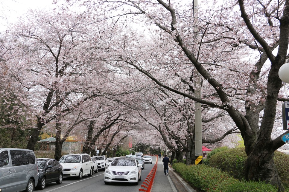 군산 벚꽃 명소 은파호수공원 개화상황, 둘레길 산책