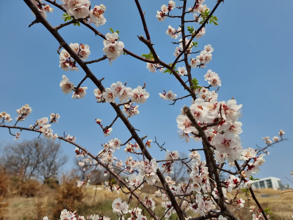 군산 벚꽃 명소 은파호수공원 개화상황, 둘레길 산책