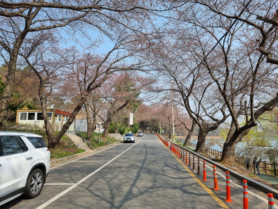 군산 벚꽃 명소 은파호수공원 개화상황, 둘레길 산책