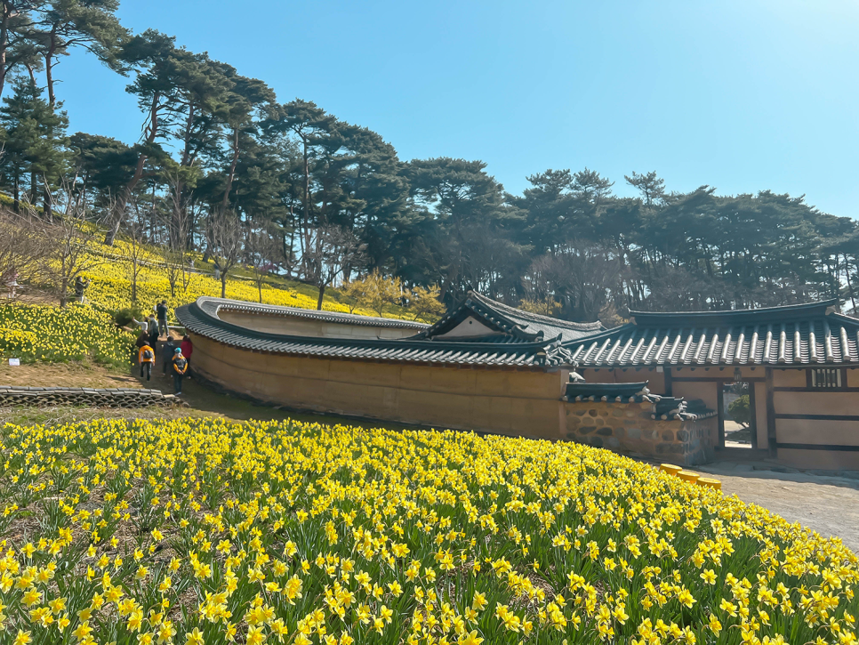 4월 가볼만한곳 서산 유기방가옥 수선화축제 , 서울근교 데이트코스 서산여행 추천!
