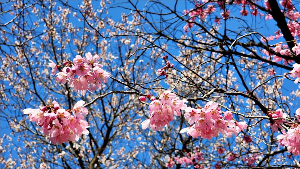 당일치기 대전 시내 가볼만한곳 대전 한밭수목원 산책로 봄나들이!