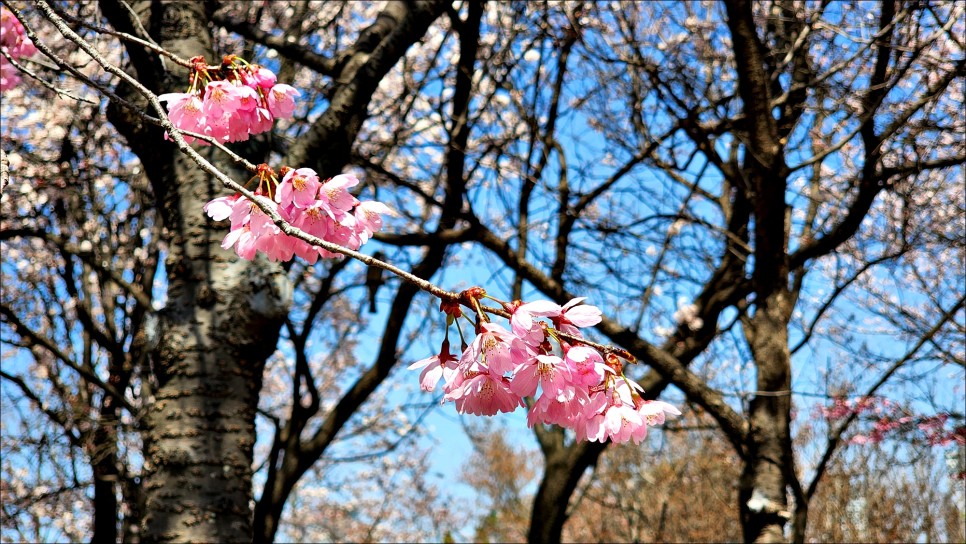 당일치기 대전 시내 가볼만한곳 대전 한밭수목원 산책로 봄나들이!