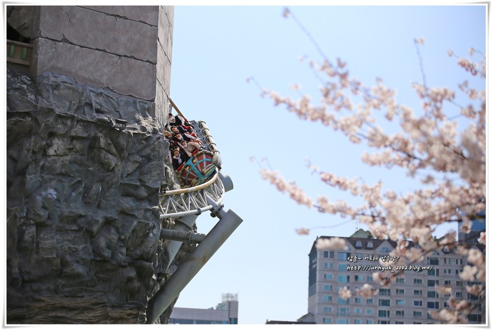 서울 벚꽃 명소 잠실 석촌호수 벚꽃과 벨리곰 위치