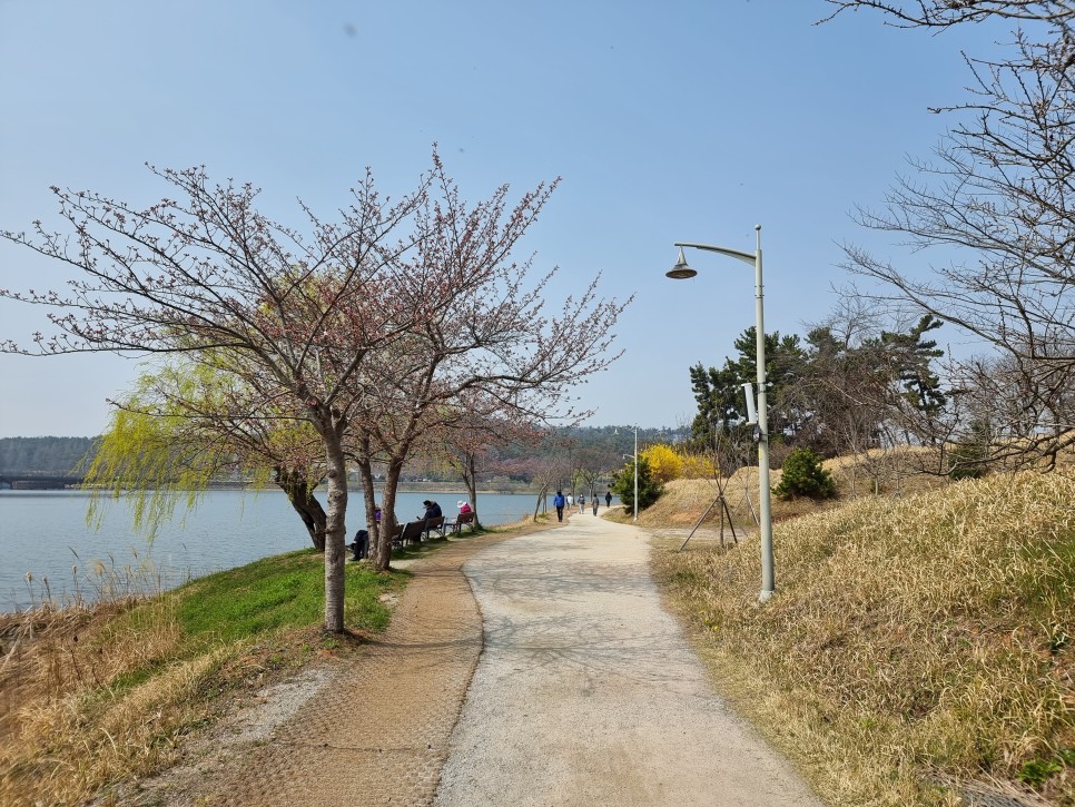 군산 벚꽃 명소 은파호수공원 개화상황, 둘레길 산책