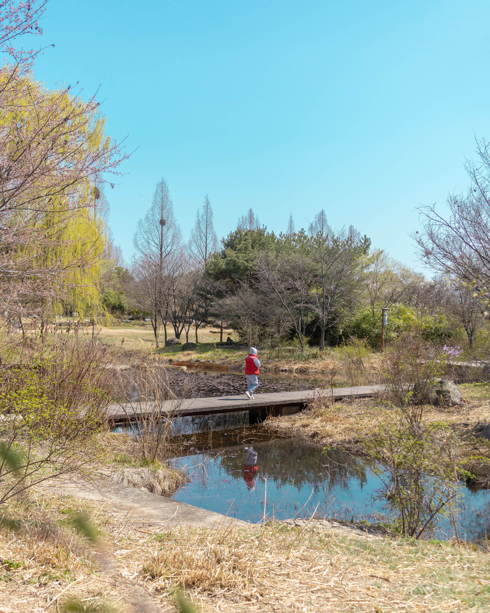 일산 가볼만한곳 일산호수공원 벚꽃 개화상태(2022.04.07) 봄꽃구경