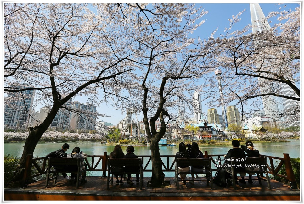 서울 벚꽃 명소 잠실 석촌호수 벚꽃과 벨리곰 위치
