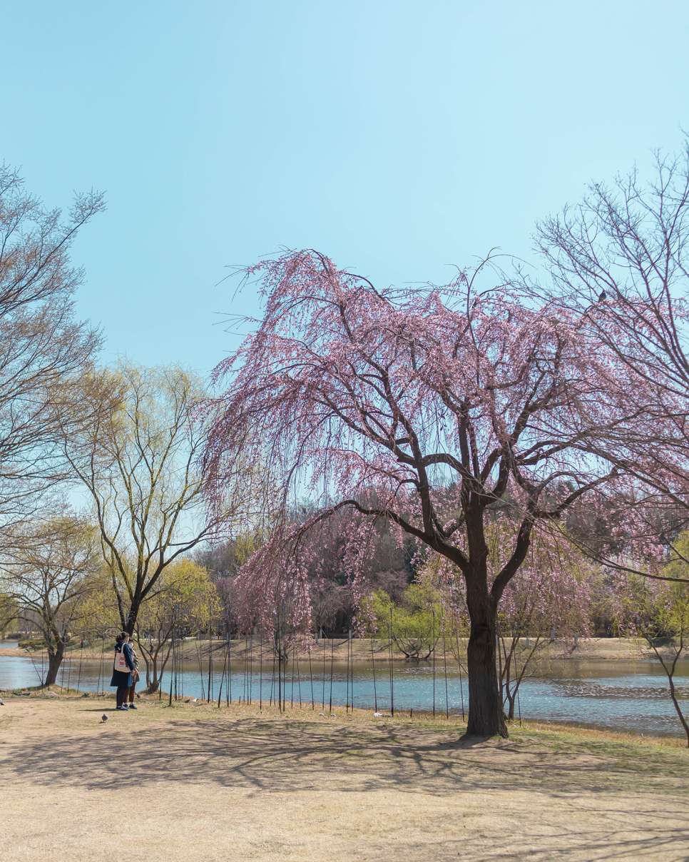 일산 가볼만한곳 일산호수공원 벚꽃 개화상태(2022.04.07) 봄꽃구경