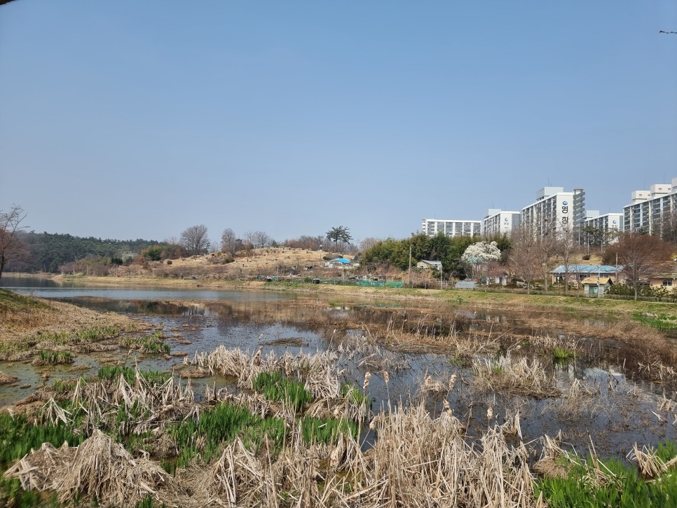 군산 벚꽃 명소 은파호수공원 개화상황, 둘레길 산책