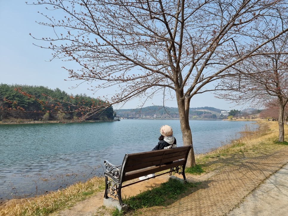 군산 벚꽃 명소 은파호수공원 개화상황, 둘레길 산책