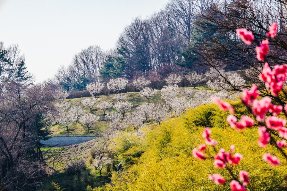 용인 에버랜드 자유이용권 할인 튤립축제 너무 예쁜 지금