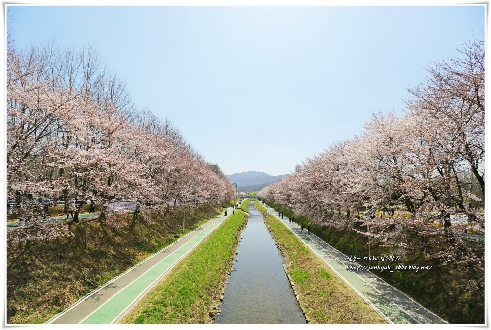4월 서울 가볼만한곳 강남 양재천 벚꽃,양재시민의 숲
