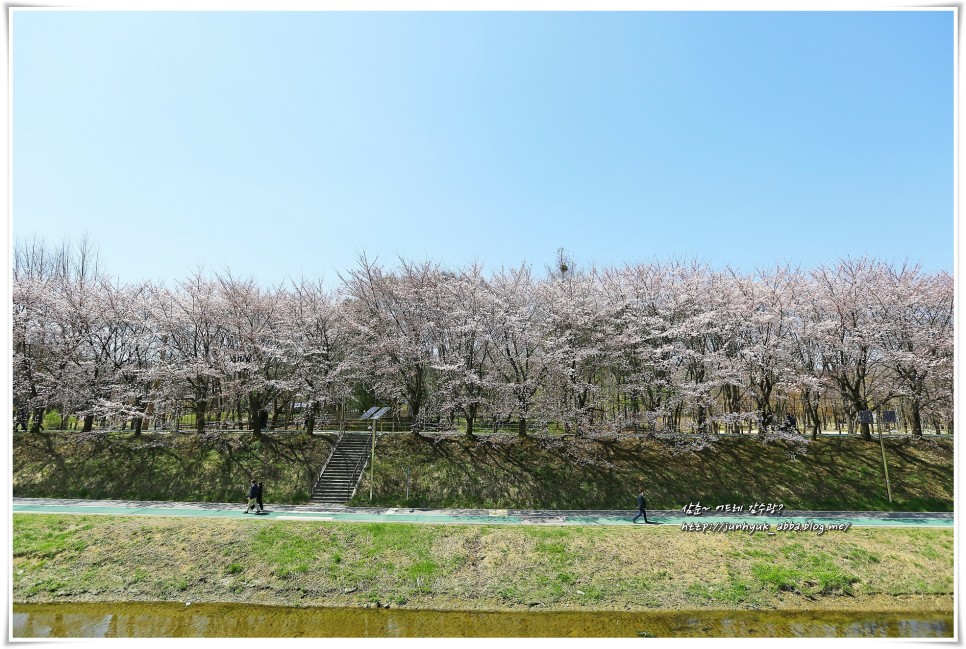 4월 서울 가볼만한곳 강남 양재천 벚꽃,양재시민의 숲