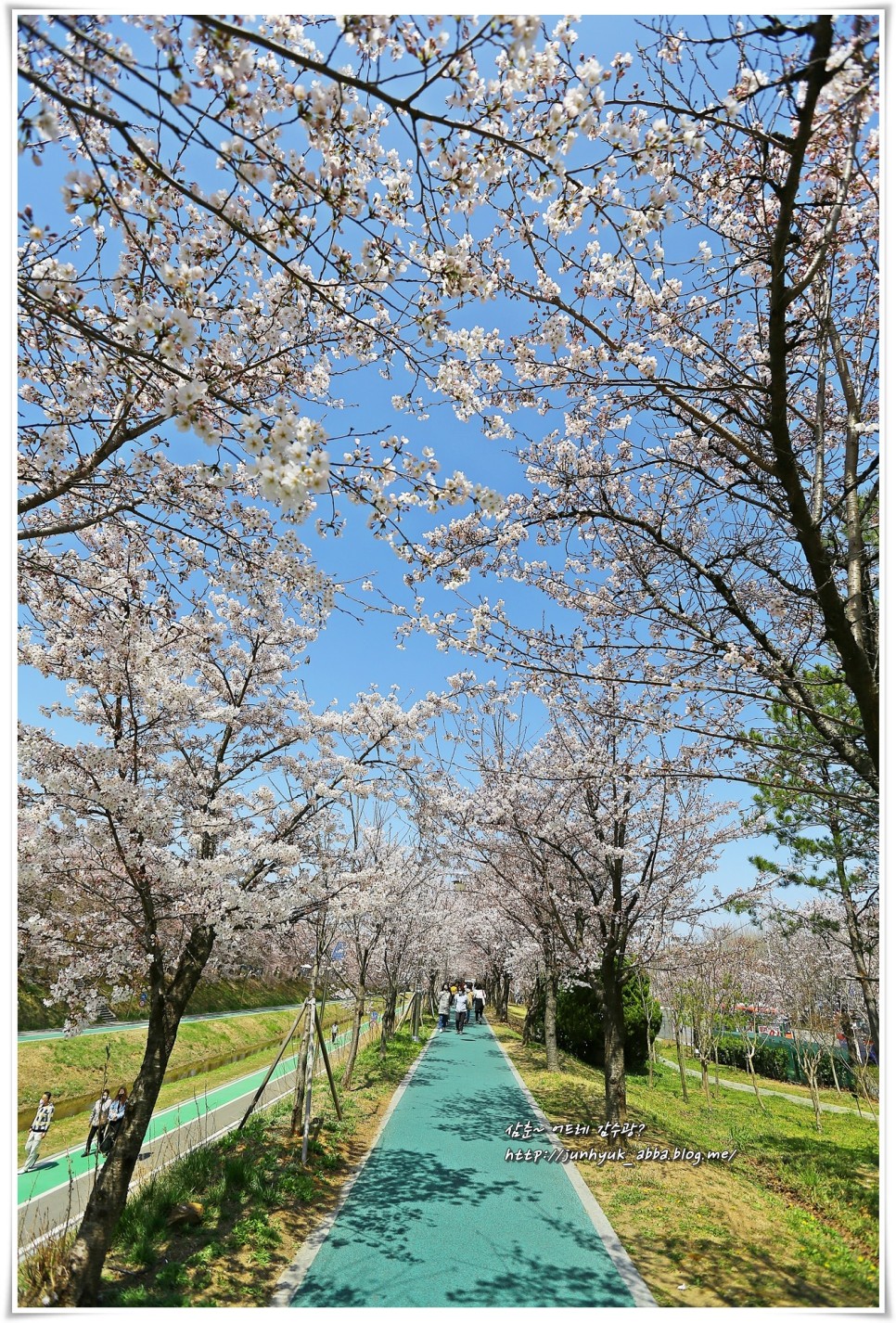 4월 서울 가볼만한곳 강남 양재천 벚꽃,양재시민의 숲