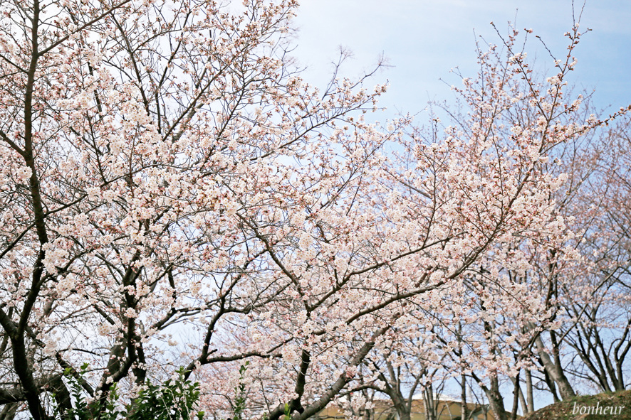 국내 경상도 여행 가볼만한곳 사천 선진리성 벚꽃 명소