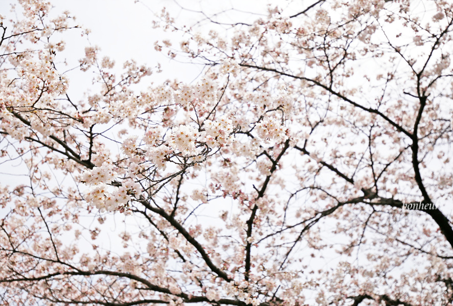 국내 경상도 여행 가볼만한곳 사천 선진리성 벚꽃 명소