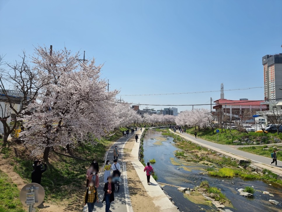 천안 벚꽃 명소 원성천 반려견과 함께 벚꽃길 산책