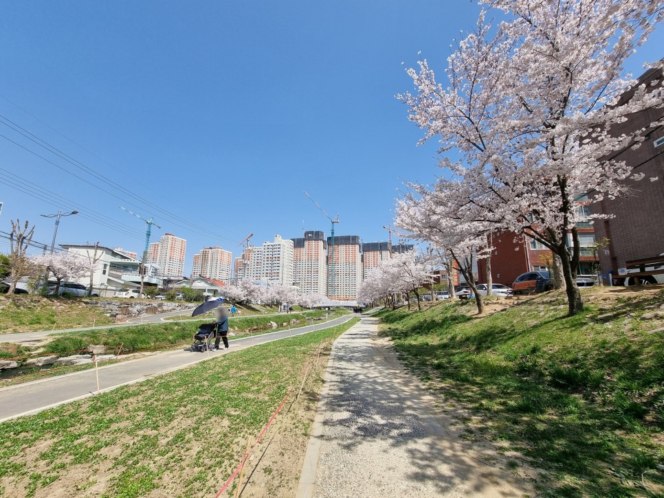 천안 벚꽃 명소 원성천 반려견과 함께 벚꽃길 산책