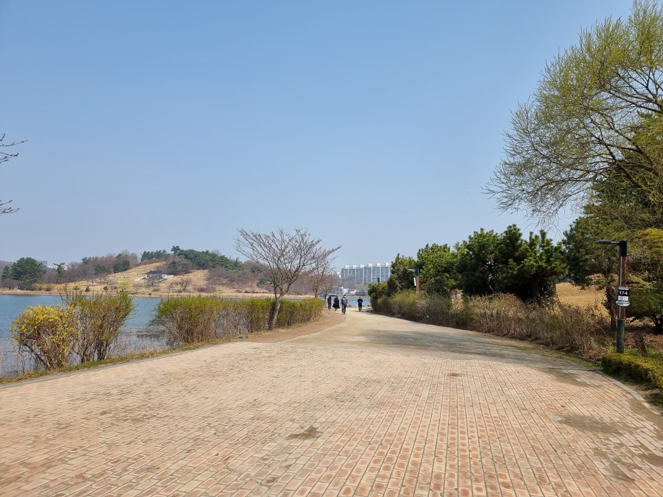 군산 벚꽃 명소 은파호수공원 개화상황, 둘레길 산책