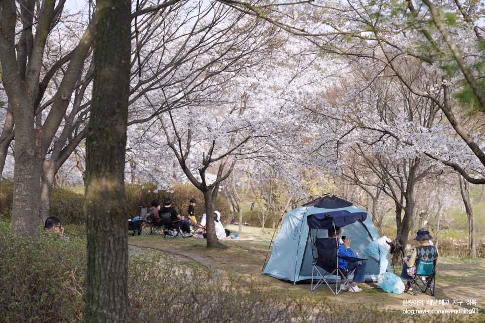 분당 탄천 벚꽃 캠핑 명소! - 동네생활